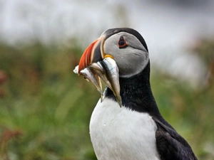 fish, Maskonur, nose