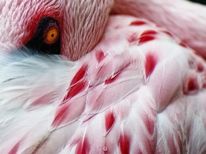 flamingo, feather