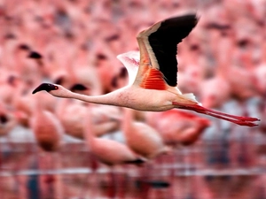 flamingo, flight