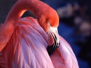 flamingo, nose