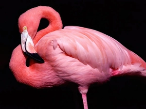 flamingo, Pink