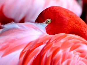 flamingo, Bird, Red