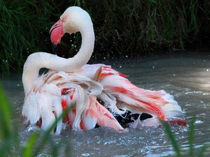 flamingo, water
