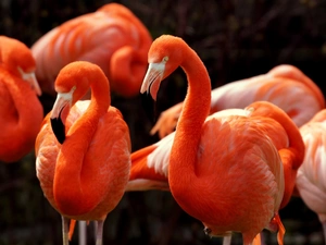 Flamingos