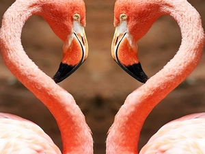 Flamingos