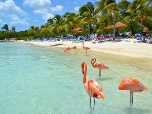 sea, Flamingos, Beaches, Palms, Aruba