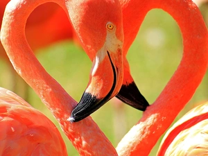 bills, Two cars, Flamingos