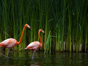 Flamingos, Cane
