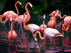 Flamingos, Pond - car