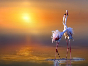 Flamingos, east, sun
