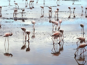 Flamingos, water