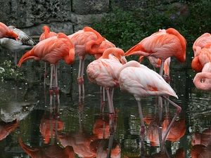 Flamingos, water