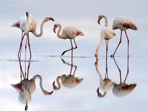 Flamingos, water
