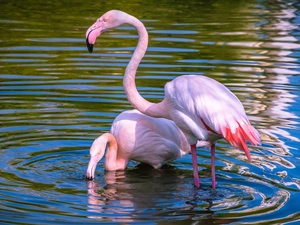 water, Two cars, Flamingos