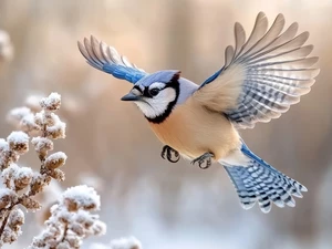 spread, jay, A snow-covered, plant, wings, flight