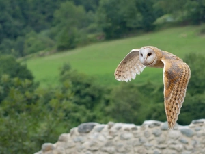 flight, owl, Barn