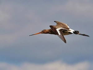 Black-tailed Godwit, flight