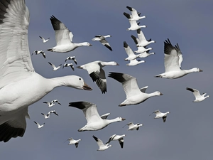 flight, herd, geese