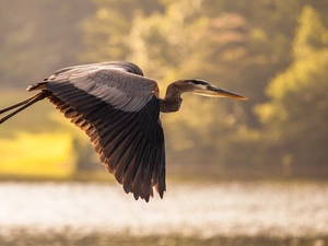 flight, heron, gray