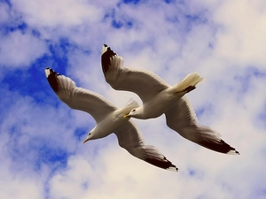 flight, Two, gulls