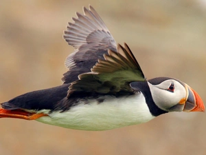 flight, color, Maskonur