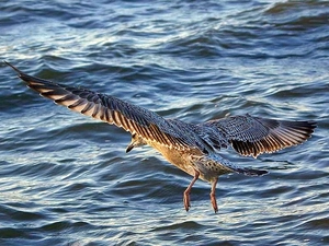 seagull, by, Sea, flight