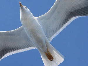 seagull, spread, wings, flight
