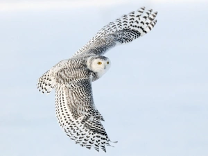 flight, owl, snow