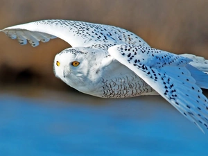 flight, owl, snow