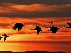 Storks, west, sun, flight
