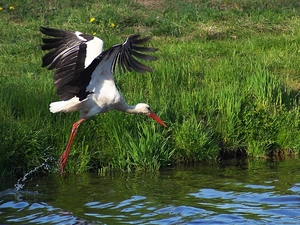 flight, stork, water