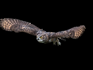 owl, flight, wings, eagle-owl