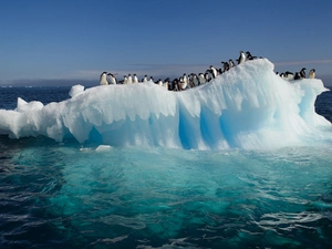 penguin, Ice, sea, floe