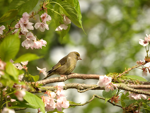 Bird, Flourished, Twigs, European Greenfinch