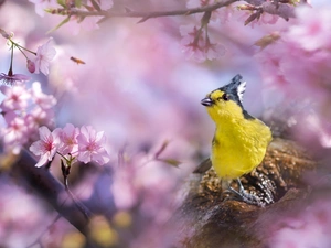 flourishing, White-naped Tit, cherry, branch, Bird, trees, blurry background