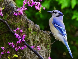 twig, Flower, jay, Rocks, birdies