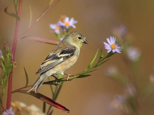 flower, sparrow, twig