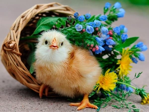 Flowers, chicken, basket
