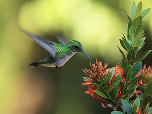 Colourfull Flowers, Bird, humming-bird
