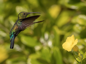 Bird, Yellow, Colourfull Flowers, humming-bird