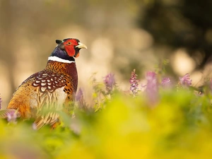 Bird, Flowers, blur, Common Pheasant