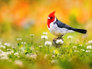 Flowers, Bird, cardinal