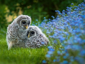 owls, birds, Flowers, grass, chick, Owls