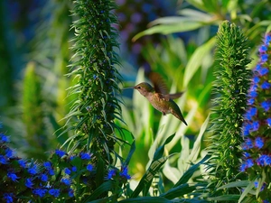 humming-bird, Blue, Flowers
