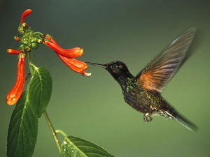 humming-bird, Colourfull Flowers