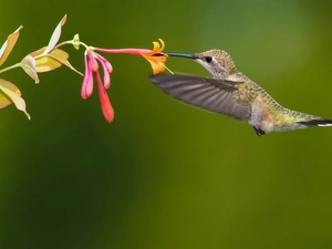 humming-bird, Colourfull Flowers