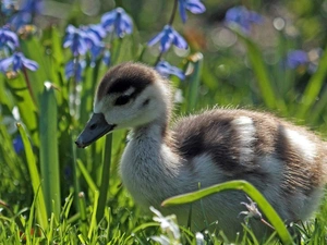 Flowers, Ducky, Meadow