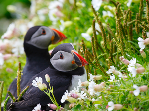 Flowers, Puffins, Meadow