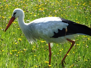 Flowers, stork, Meadow