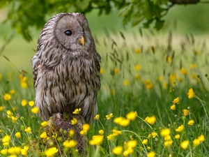 Owl, Bird, grass, Flowers, Meadow, owl